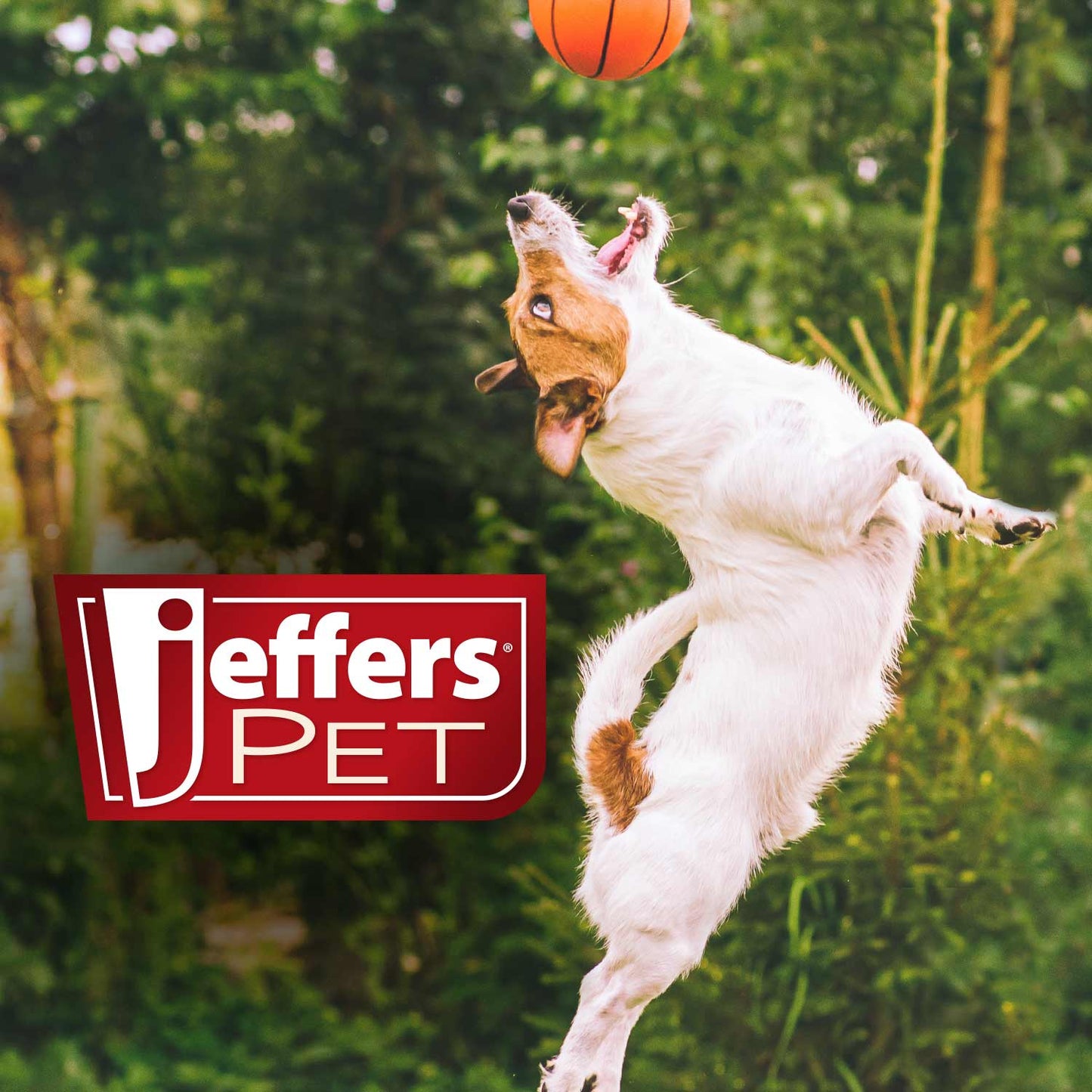 Jeffers Pet Baby Powder Tearless Conditioning Shampoo for Puppies and Kittens